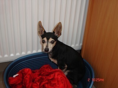 Piesek czeka w schronisku na właściciela