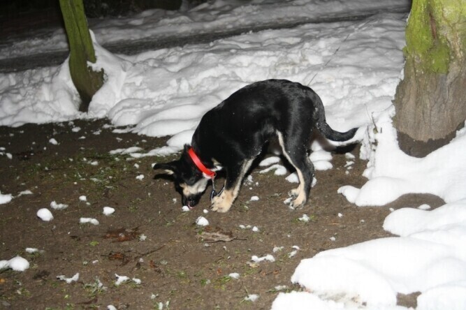 Psy wielki kłopot dla małych miejscowości