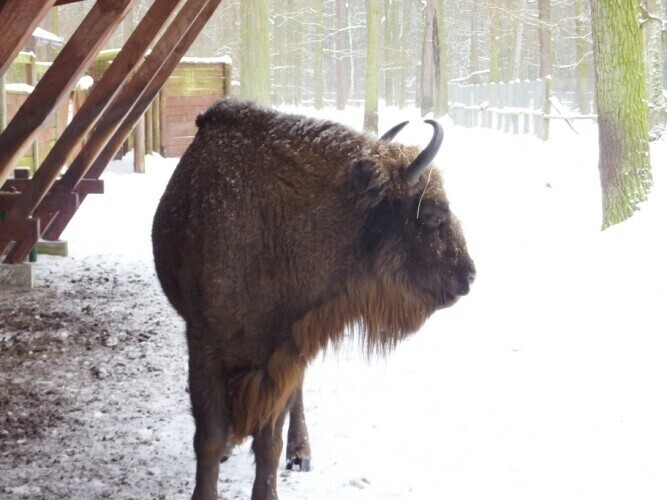 Ośrodek Hodowli Żubrów w Smardzewicach istnieje już 76 lat