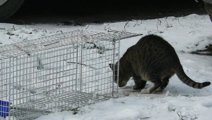Łapanka - akcja inauguracyjna "Kociej Mamy"