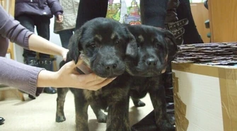 Szczenięta będą licytowane w amfiteatrze 