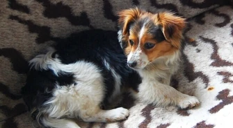 Piotrków: Pieska wyrzucili w worku do lasu