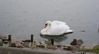 O łabędziu, który wybrał Szydłów