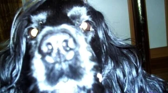 Zaginął angielski cocker spaniel 