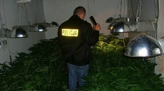 G. Sulejów: Zlikwidowano plantację konopi 