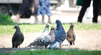 Piotrków: Jak nie kolcem go, to sokołem