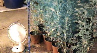 Region: Zlikwidowana plantację konopi pod Łodzią