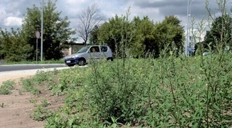 Piotrków: Zarośnięte rondo na Łódzkiej