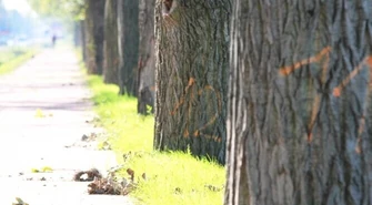 Władze nie przejmują się drobiazgami