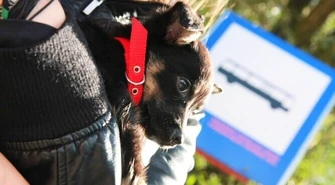 Komunikacja miejska: Jest pies – jest opłata!