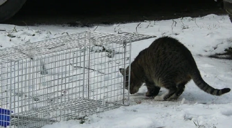Łapanka - akcja inauguracyjna "Kociej Mamy"