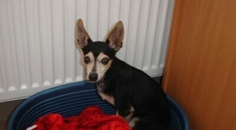 Piesek czeka w schronisku na właściciela