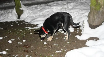 Psy &#8211; wielki kłopot dla małych miejscowości