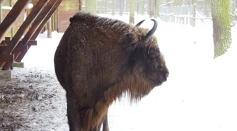 Ośrodek Hodowli Żubrów w Smardzewicach istnieje już 76 lat