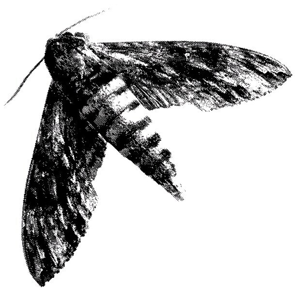 ODA W stylu Hitchcocka i Lyncha