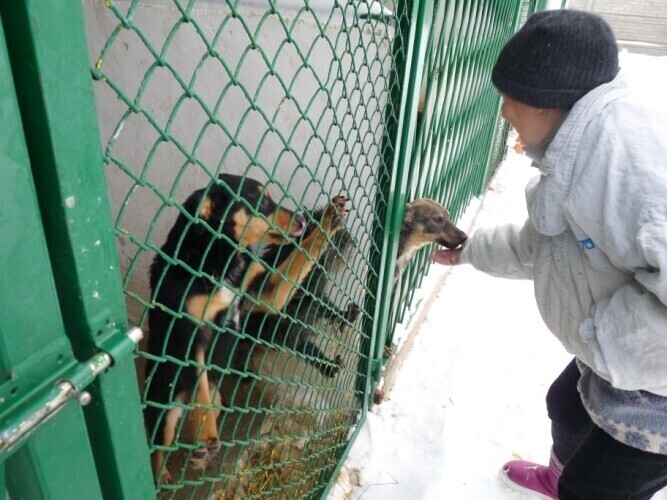 Schronisko Świąteczne psy czekają na właścicieli