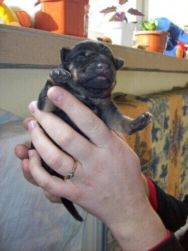 Piotrków Próbował zabić szczenięta