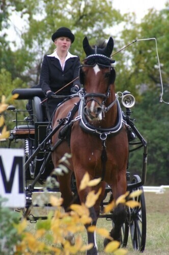 Stado Ogierów ma nowego właściciela