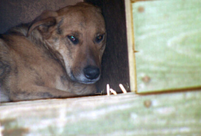Po siedmiu latach OSiR wyrzucił psa