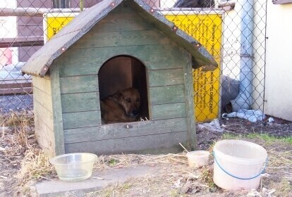 Tajson wygrywa zostaje w swojej budzie