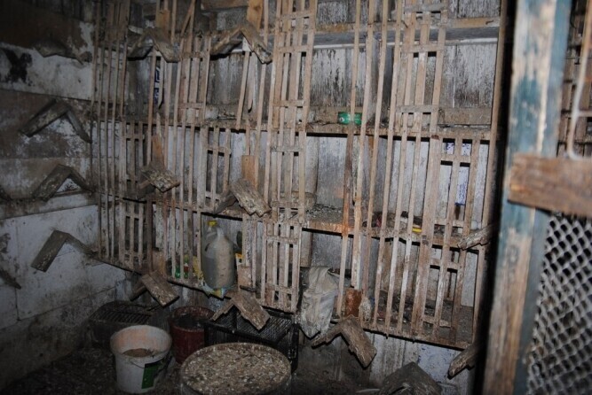 Tomaszów Mazowiecki Wpadli złodzieje gołębi