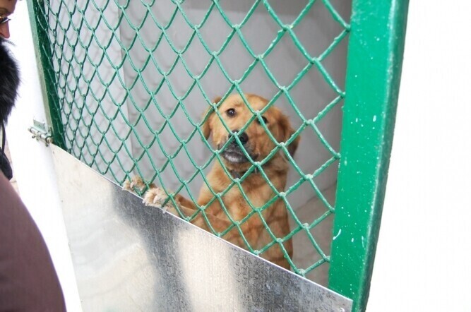 Schronisko dla zwierząt już trzeba modernizować