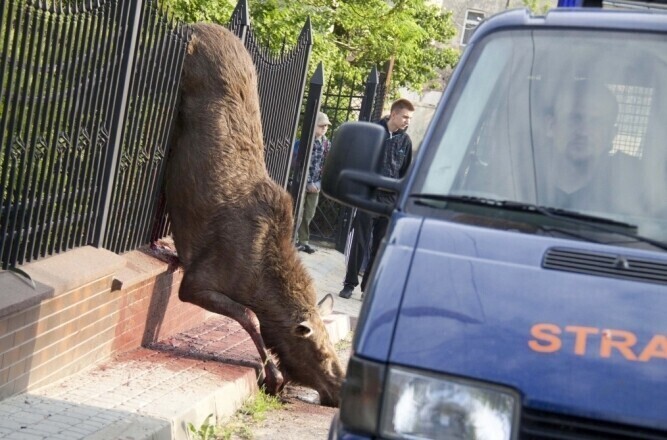Łosie w centrum Piotrkowa. Obydwa nie żyją