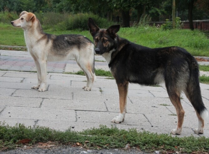 Piotrkowianin skarży się na czipowanie
