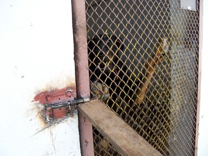 Piotrkowskie schronisko pełne usterek