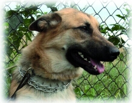 Czipowanie nielegalne - miasto przekroczyło granice