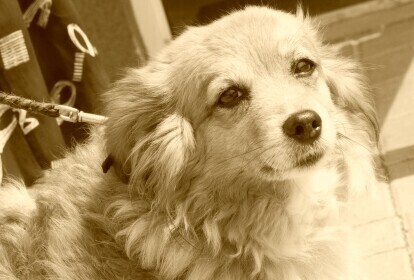 Pusia szuka domu bo jej właściciel umiera