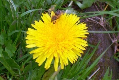 Czy nasz region dopadł syndrom masowego wymierania pszczół