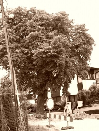 Problem z remontem... kasztanowiec na drodze