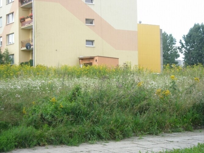 Te chwasty powinny być dawno skoszone