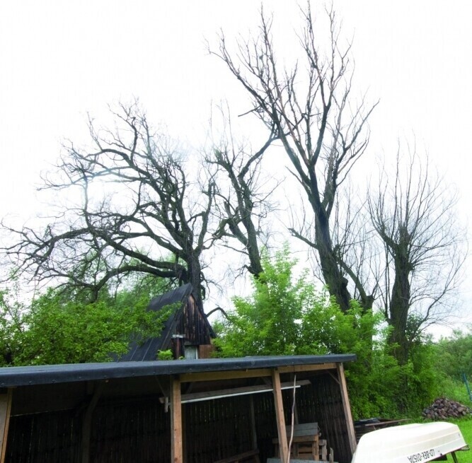 Sulejów Kto wytnie stare wierzby