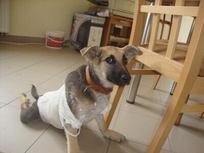 Piotrkowskie schronisko Ciuchcia prosi o pomoc