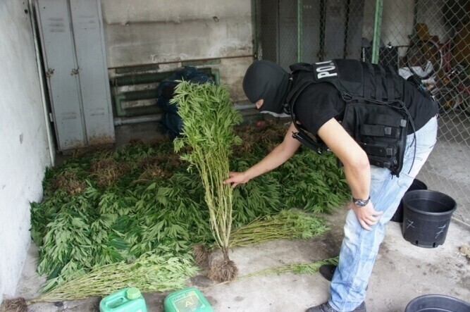 Region Wykryta rodzinna plantacja narkotykowa