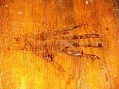 Spory trybunałów o czarcią łapę