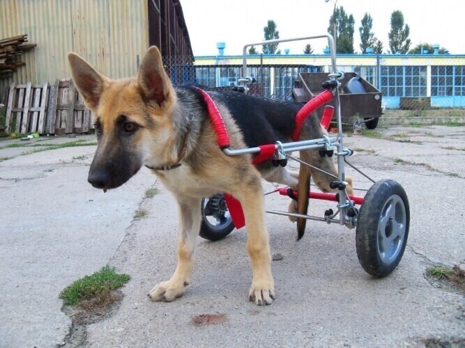 Ciuchcia być może będzie miała nowy dom