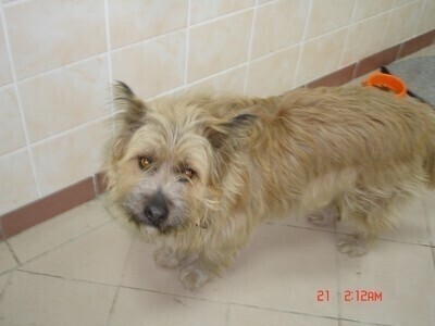 Schronisko Przygarnij zwierzaka w weekend