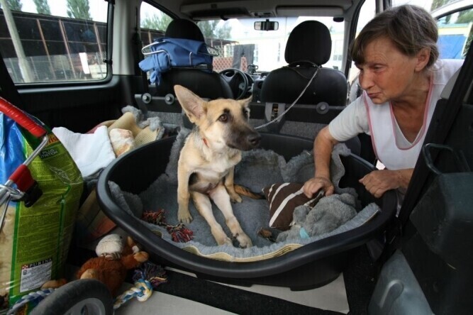 Ciuchcia pojechała na Śląsk. Będzie operowana
