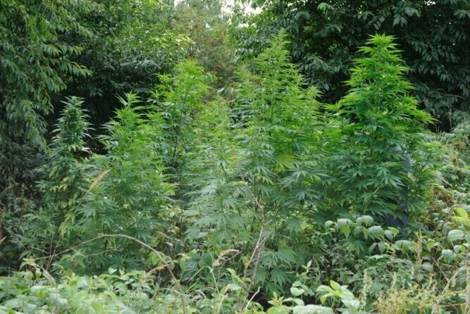 Region Policjanci wykryli plantację