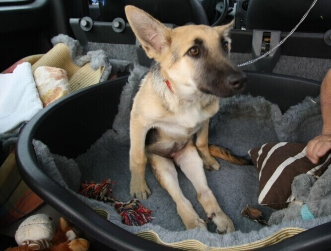 Ciuchcia jest już po operacji kręgosłupa