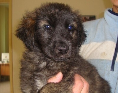 Schronisko Przygarnij zwierzaka w weekend