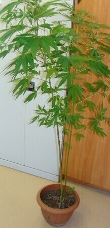 Region Konopie zasadził w doniczce