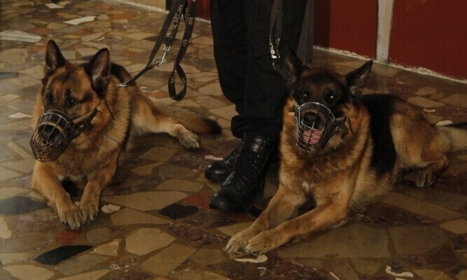 Region Ukradł z zamiłowania do zwierząt