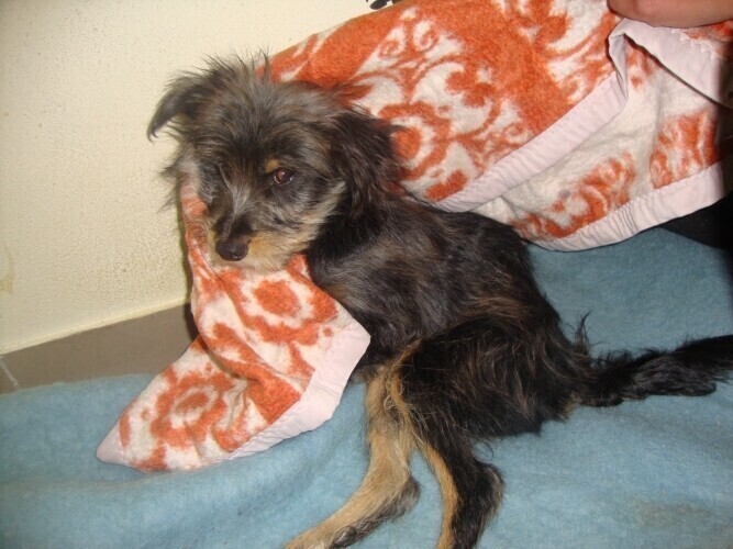 Nie udało się uratować skatowanego psa