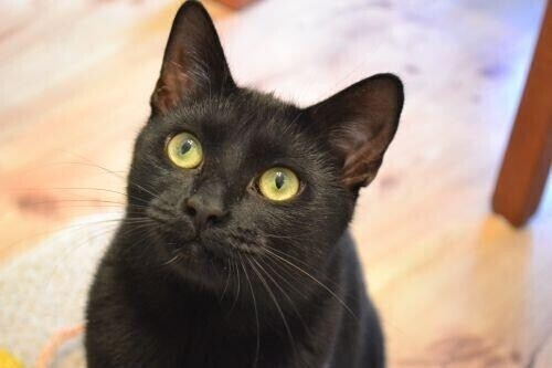 Dom tymczasowy - wolontariat we własnym domu