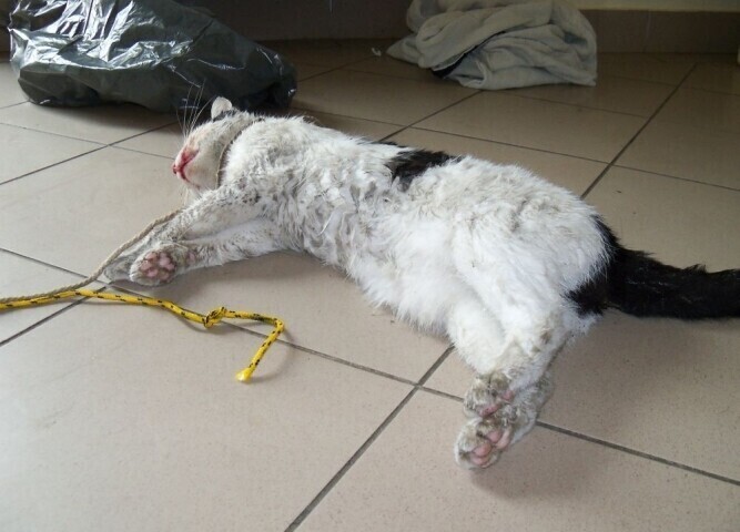 Piotrków Przywiązali mu kota do samochodu