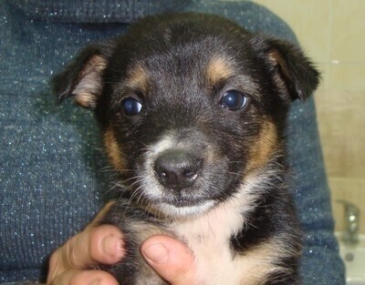 Schronisko Przygarnij zwierzaka w weekend